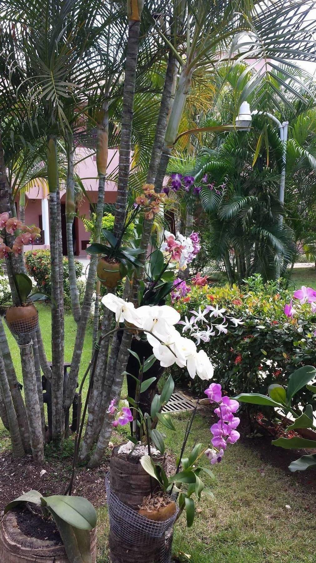 בייהיבה Soficu Hotel El Eden Dominicus מראה חיצוני תמונה